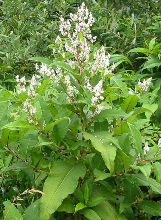 /oda/weeds/oregon-noxious-weeds/noxious%20weeds%20images/himalayanknotweed_gm.jpg