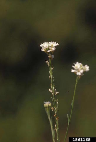 /oda/weeds/oregon-noxious-weeds/noxious%20weeds%20images/hoaryalyssum1561168_cherms.jpg