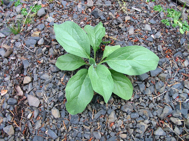 /oda/weeds/oregon-noxious-weeds/noxious%20weeds%20images/houndstongue_tf.jpg