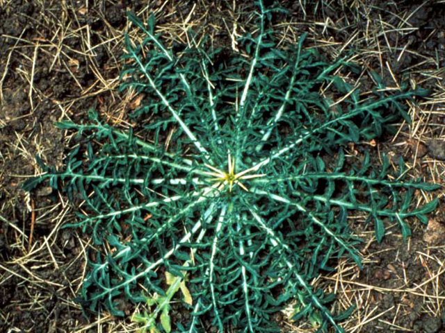 /oda/weeds/oregon-noxious-weeds/noxious%20weeds%20images/iberianstar_oda_lg.jpg