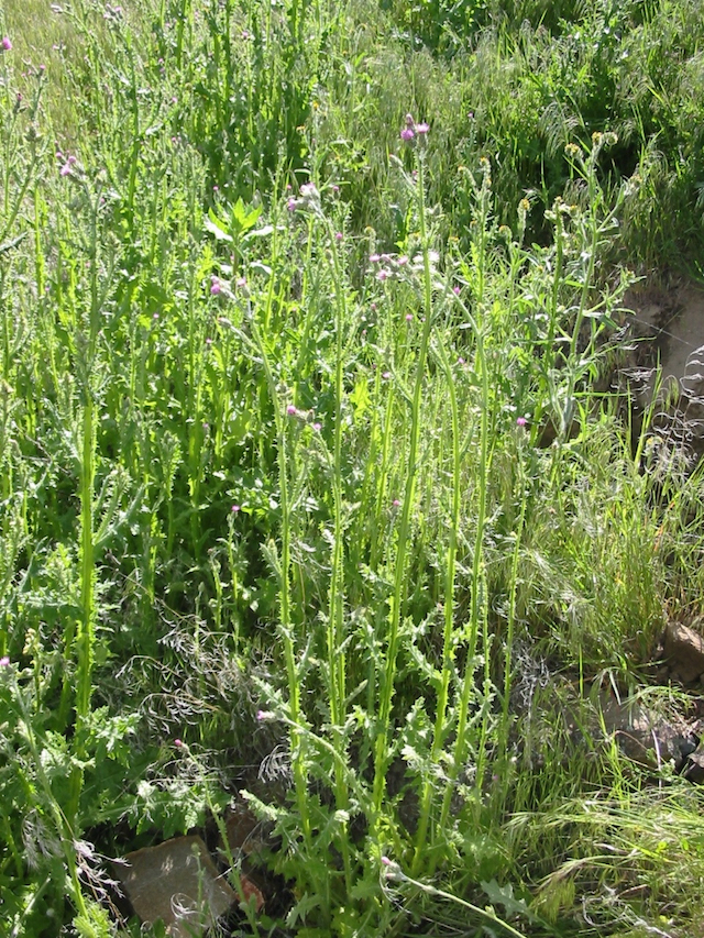 /oda/weeds/oregon-noxious-weeds/noxious%20weeds%20images/italianthistle_inf_dbs.jpg