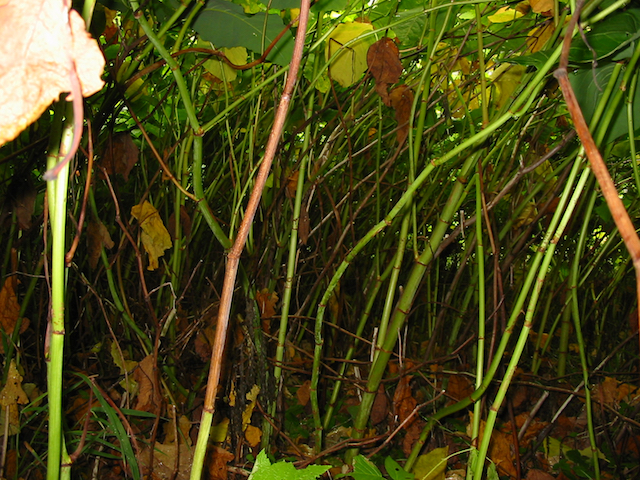 /oda/weeds/oregon-noxious-weeds/noxious%20weeds%20images/japaneseknotweed_cane_oda.jpg