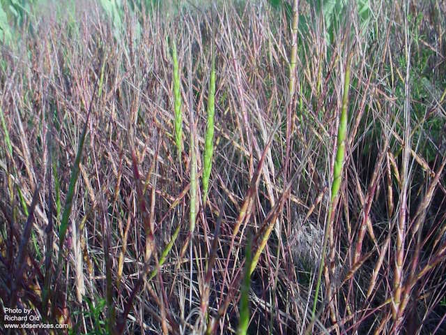 /oda/weeds/oregon-noxious-weeds/noxious%20weeds%20images/jointedgoatgrass_wssa.jpg