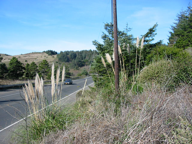 /oda/weeds/oregon-noxious-weeds/noxious%20weeds%20images/jubatagrass_byhwy_gm.jpg