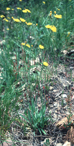 /oda/weeds/oregon-noxious-weeds/noxious%20weeds%20images/kingdevilplt_wisherb.jpg