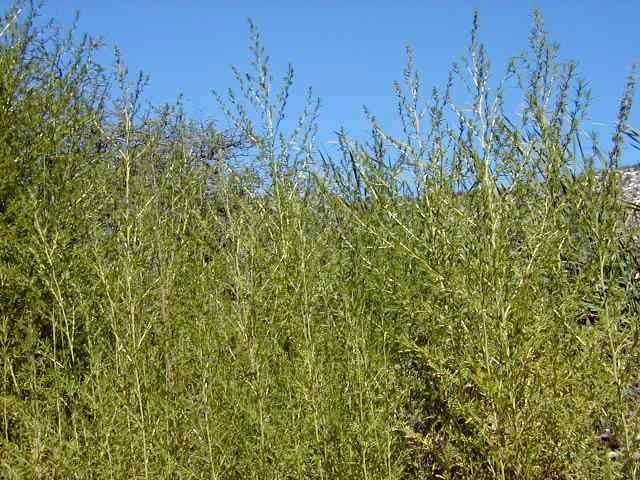 /oda/weeds/oregon-noxious-weeds/noxious%20weeds%20images/kochia_plt2_mhanson_lg.jpg