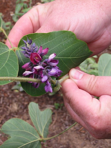 /oda/weeds/oregon-noxious-weeds/noxious%20weeds%20images/kudzu_flwr_tf.jpg