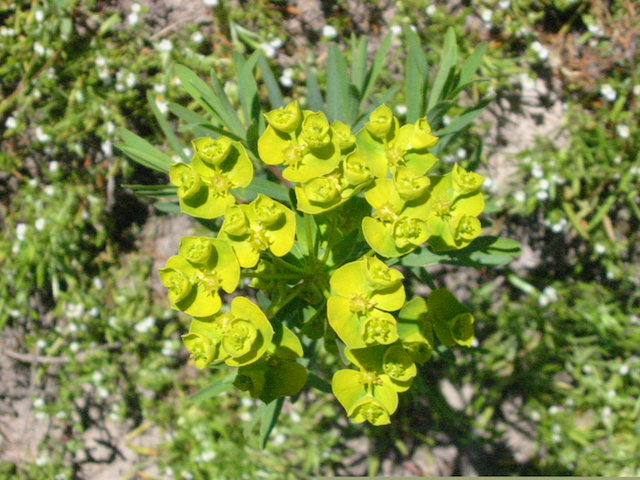 /oda/weeds/oregon-noxious-weeds/noxious%20weeds%20images/leafyspurge_flwr_ds.jpg