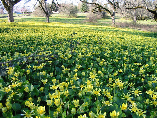 /oda/weeds/oregon-noxious-weeds/noxious%20weeds%20images/lessercelandine_inf_tf.jpg