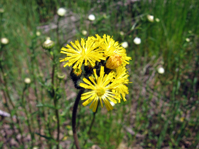 /oda/weeds/oregon-noxious-weeds/noxious%20weeds%20images/meadowhawkweed_flw_bms.jpg