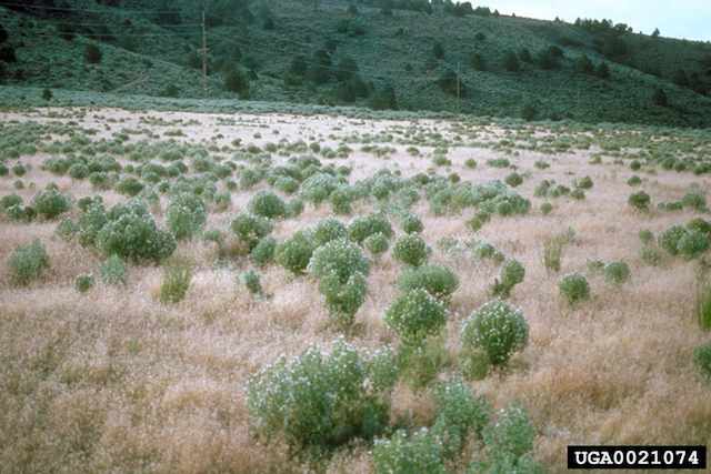 /oda/weeds/oregon-noxious-weeds/noxious%20weeds%20images/mediterraneansage_inf_ec.jpg