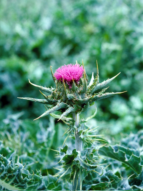 /oda/weeds/oregon-noxious-weeds/noxious%20weeds%20images/milkthistle_flw_ec.jpg