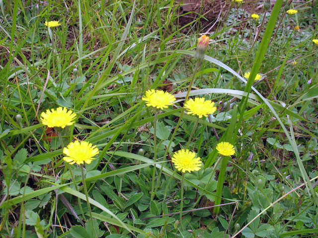 /oda/weeds/oregon-noxious-weeds/noxious%20weeds%20images/mousearhawk_edatnc_lg.jpg