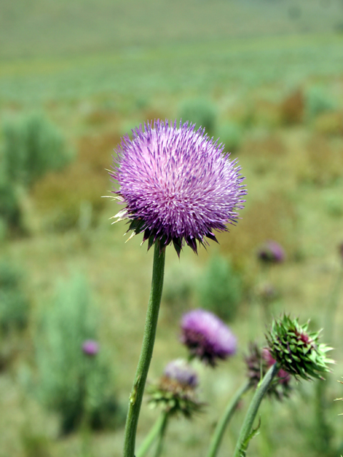 /oda/weeds/oregon-noxious-weeds/noxious%20weeds%20images/muskthistle_flw_ec.jpg