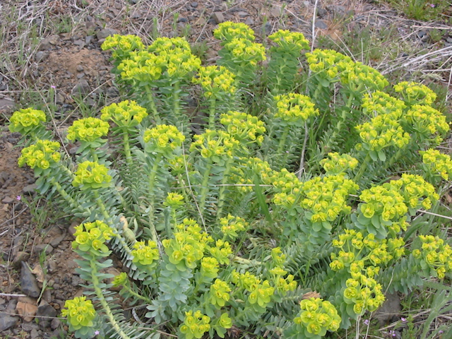 /oda/weeds/oregon-noxious-weeds/noxious%20weeds%20images/myrtlespurge_plt2_ds.jpg