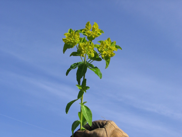 /oda/weeds/oregon-noxious-weeds/noxious%20weeds%20images/oblongspurge_flwr_tf.jpg