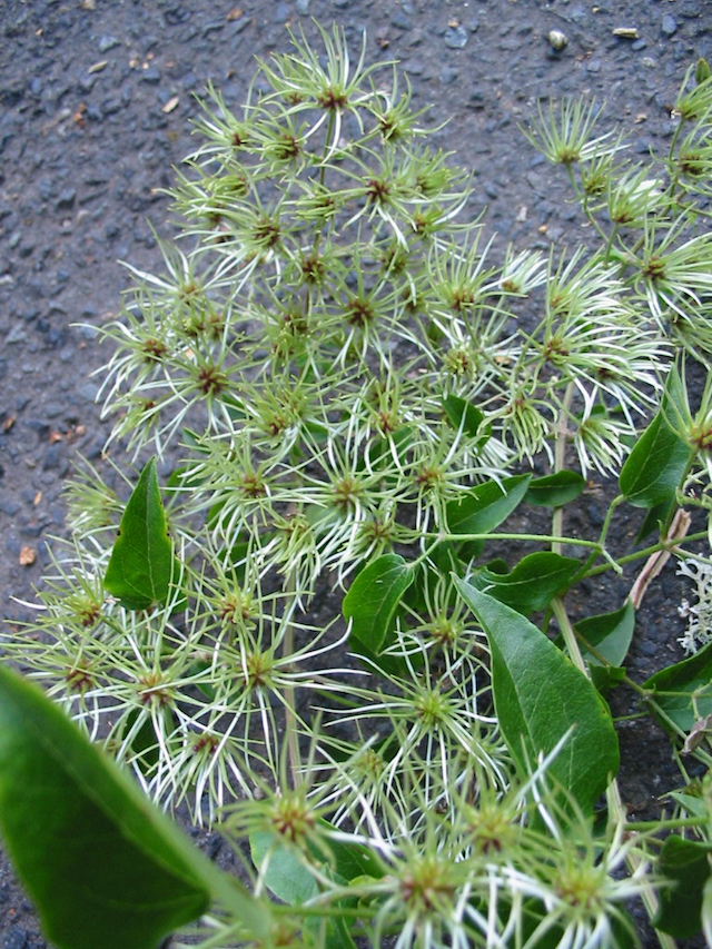 /oda/weeds/oregon-noxious-weeds/noxious%20weeds%20images/oldmansbeard_flw_tf_jpg.jpg