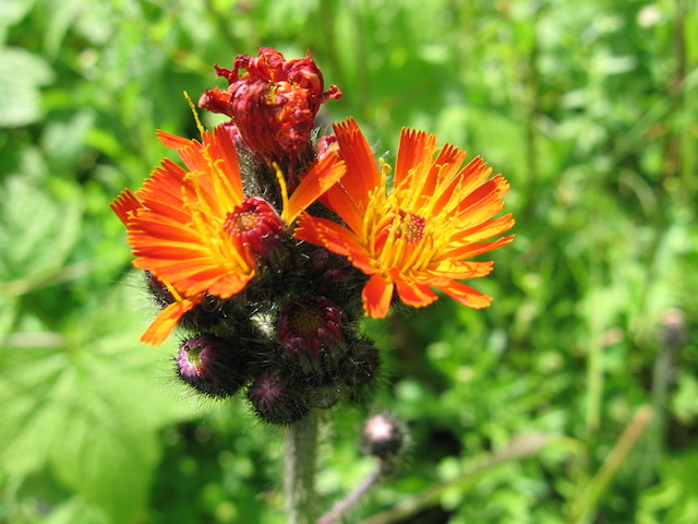 /oda/weeds/oregon-noxious-weeds/noxious%20weeds%20images/orangehawk_flw_bms.jpg