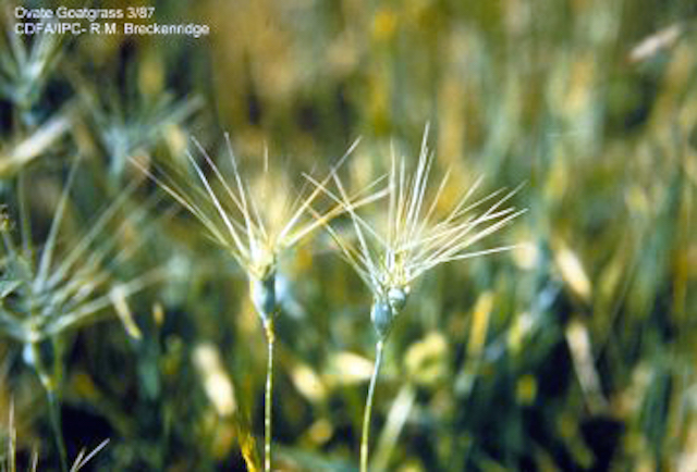 /oda/weeds/oregon-noxious-weeds/noxious%20weeds%20images/ovategoatgrass_flwr_cda.jpg