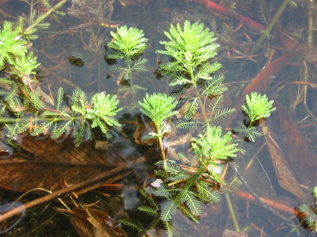 /oda/weeds/oregon-noxious-weeds/noxious%20weeds%20images/parrotfeather2_gm.jpg