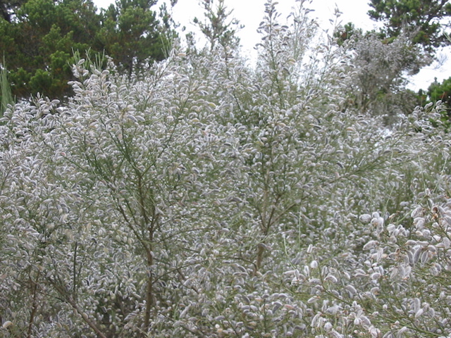 /oda/weeds/oregon-noxious-weeds/noxious%20weeds%20images/pbroom_gm.jpg