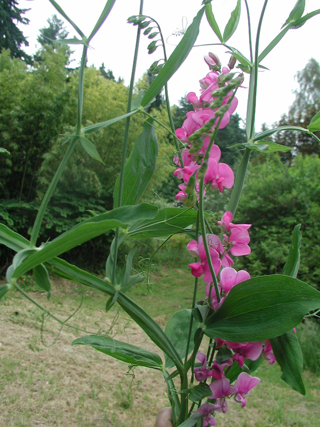 /oda/weeds/oregon-noxious-weeds/noxious%20weeds%20images/perennialpeavine_flw_gm.jpg