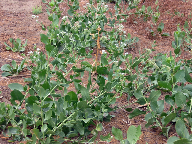 /oda/weeds/oregon-noxious-weeds/noxious%20weeds%20images/perennialpepperweed_pl1_lg_ds.jpg