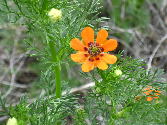 /oda/weeds/oregon-noxious-weeds/noxious%20weeds%20images/pheasant's%20eye_pfiefer.jpg