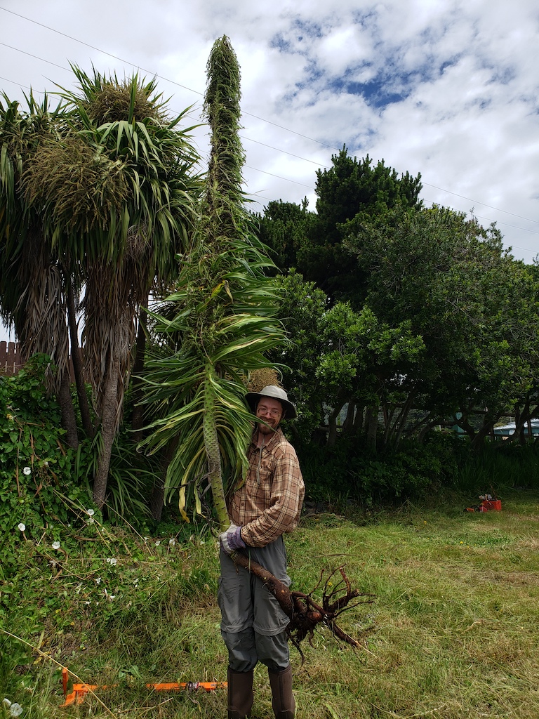 /oda/weeds/oregon-noxious-weeds/noxious%20weeds%20images/pineechiumplant_erin.jpg