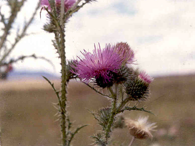 /oda/weeds/oregon-noxious-weeds/noxious%20weeds%20images/plumelessthis_fl_ds.jpg