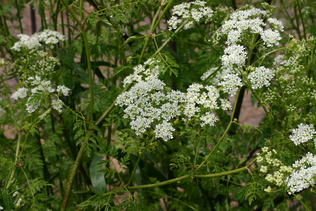 /oda/weeds/oregon-noxious-weeds/noxious%20weeds%20images/poisonhemlock_flw_ec.jpg