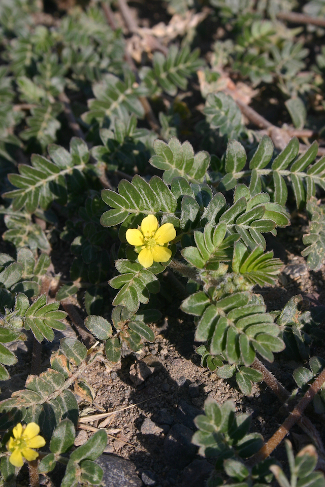 /oda/weeds/oregon-noxious-weeds/noxious%20weeds%20images/puncturevine%202_ec.jpg