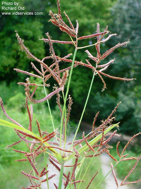 /oda/weeds/oregon-noxious-weeds/noxious%20weeds%20images/purplenutsedge_plt_old_lg.jpg