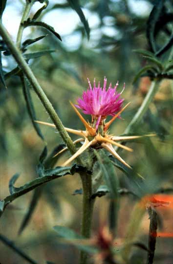 /oda/weeds/oregon-noxious-weeds/noxious%20weeds%20images/purplestarthistle_flw_tf.jpg