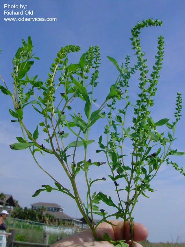 /oda/weeds/oregon-noxious-weeds/noxious%20weeds%20images/ragweed_plt_old.jpg