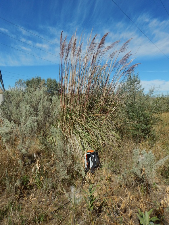 /oda/weeds/oregon-noxious-weeds/noxious%20weeds%20images/ravennagrass.jpeg