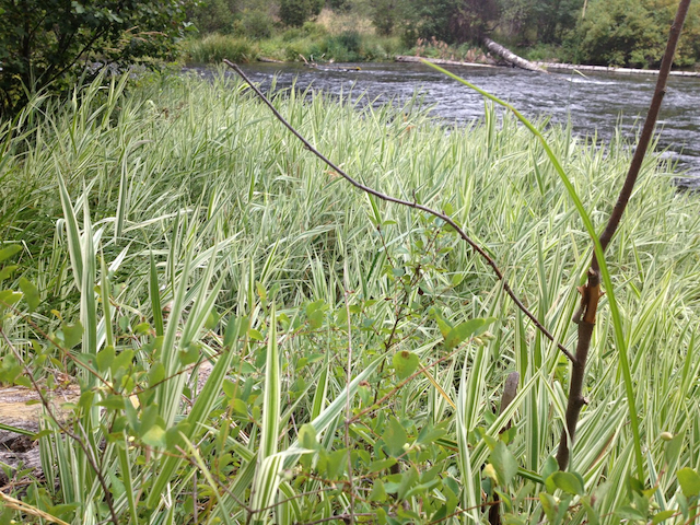 /oda/weeds/oregon-noxious-weeds/noxious%20weeds%20images/ribbongrass1_mc.jpg