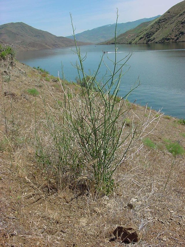 /oda/weeds/oregon-noxious-weeds/noxious%20weeds%20images/rushskeletonweed_plt_ag.jpg