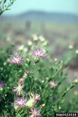 /oda/weeds/oregon-noxious-weeds/noxious%20weeds%20images/russianknapweed_flw_ec_lg.jpg