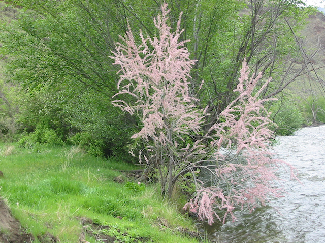 /oda/weeds/oregon-noxious-weeds/noxious%20weeds%20images/saltcedar_flwr_ds.jpg