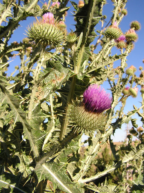 /oda/weeds/oregon-noxious-weeds/noxious%20weeds%20images/scotchthistle_flwr_ec.jpg