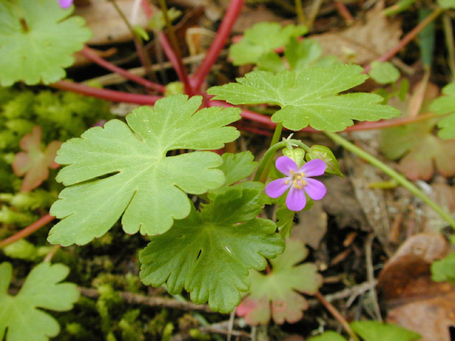 /oda/weeds/oregon-noxious-weeds/noxious%20weeds%20images/shinygeran2_brucenewhouse.jpg