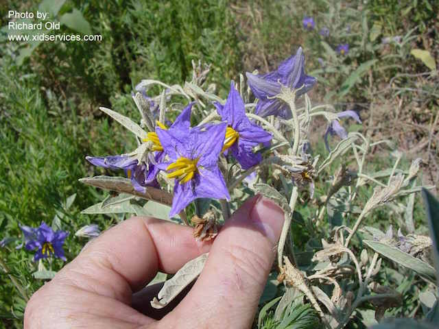 /oda/weeds/oregon-noxious-weeds/noxious%20weeds%20images/silvernightshade_flw_wssa.jpg