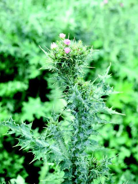 /oda/weeds/oregon-noxious-weeds/noxious%20weeds%20images/slenderfloweredthistle_2_ec.jpg