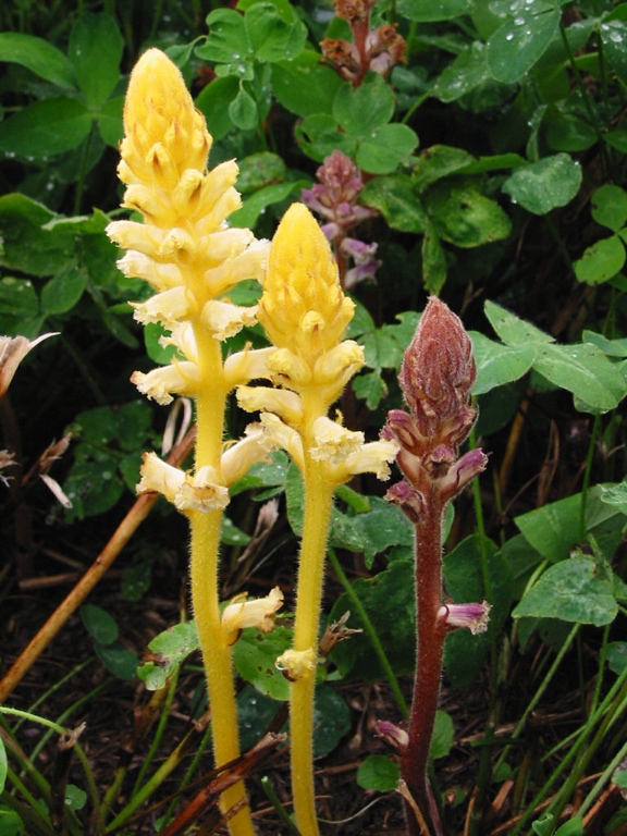 /oda/weeds/oregon-noxious-weeds/noxious%20weeds%20images/smallbroomrape3_tf.jpg