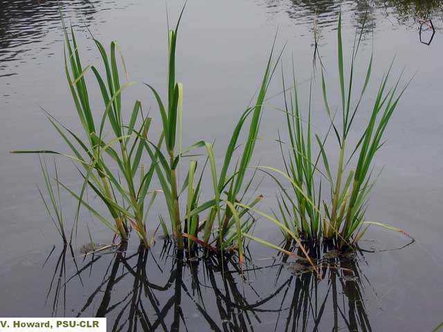 /oda/weeds/oregon-noxious-weeds/noxious%20weeds%20images/smoothcordgrass_barview_lg.jpg