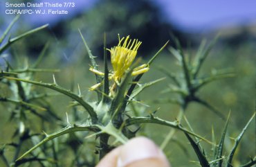 /oda/weeds/oregon-noxious-weeds/noxious%20weeds%20images/smoothdistaff_cdf.jpg