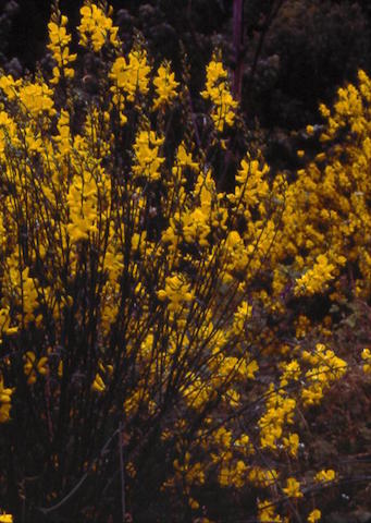 /oda/weeds/oregon-noxious-weeds/noxious%20weeds%20images/spanishbroom_flwr_kf.jpg