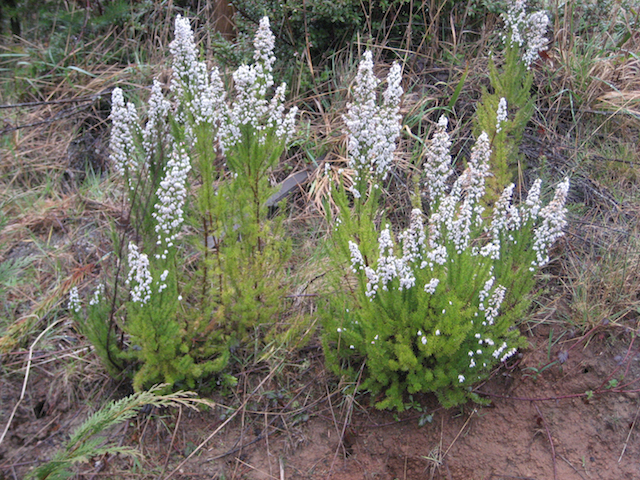 /oda/weeds/oregon-noxious-weeds/noxious%20weeds%20images/spanishheath1_kf.jpg