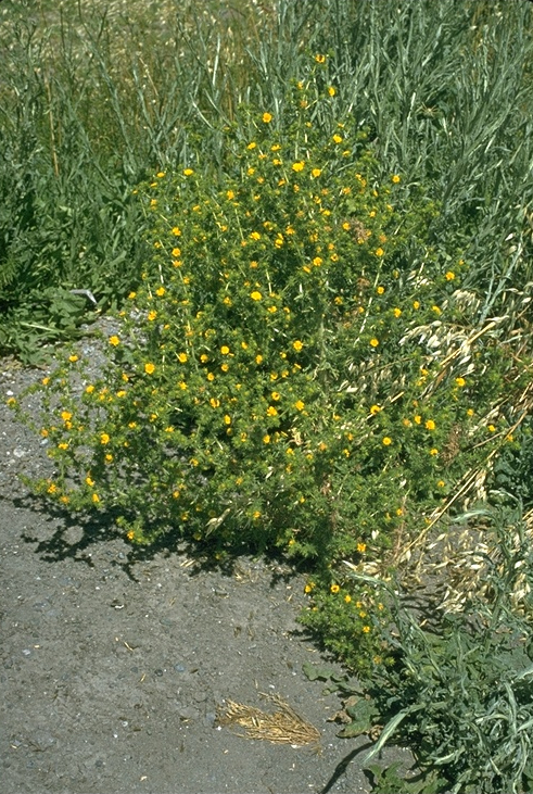 /oda/weeds/oregon-noxious-weeds/noxious%20weeds%20images/spikeweed_oda.jpg